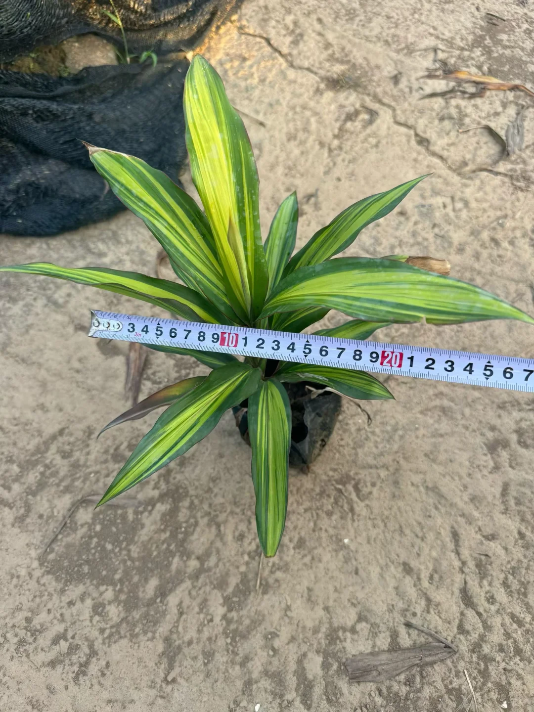 绿化苗木基地！