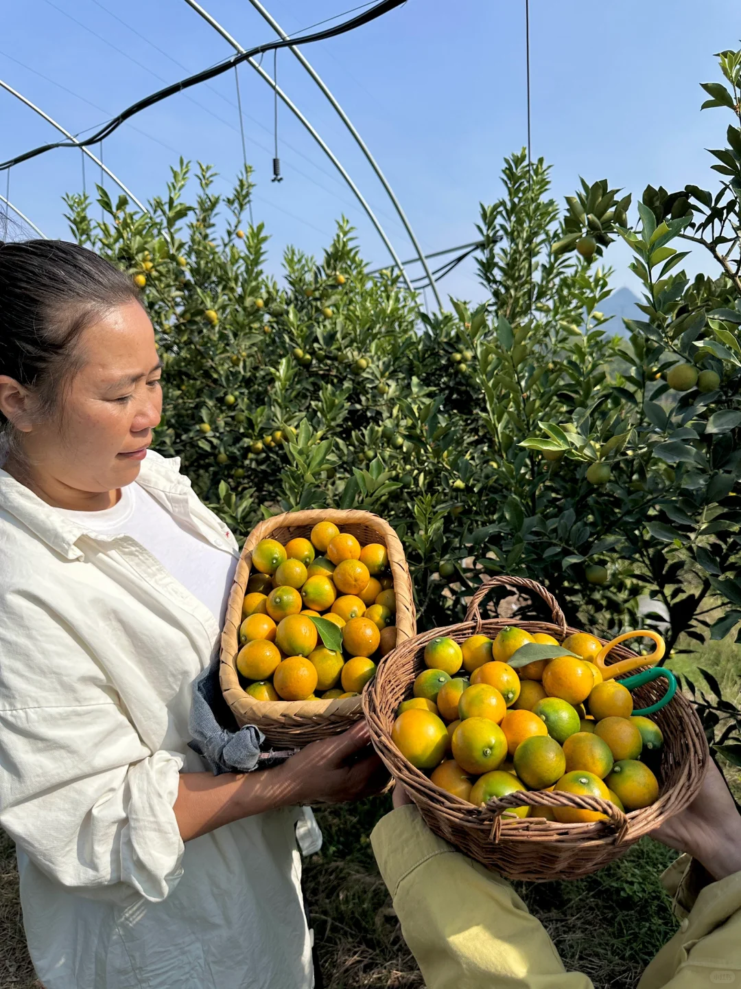 没有中间商，每一颗都是妈妈的爱❤️