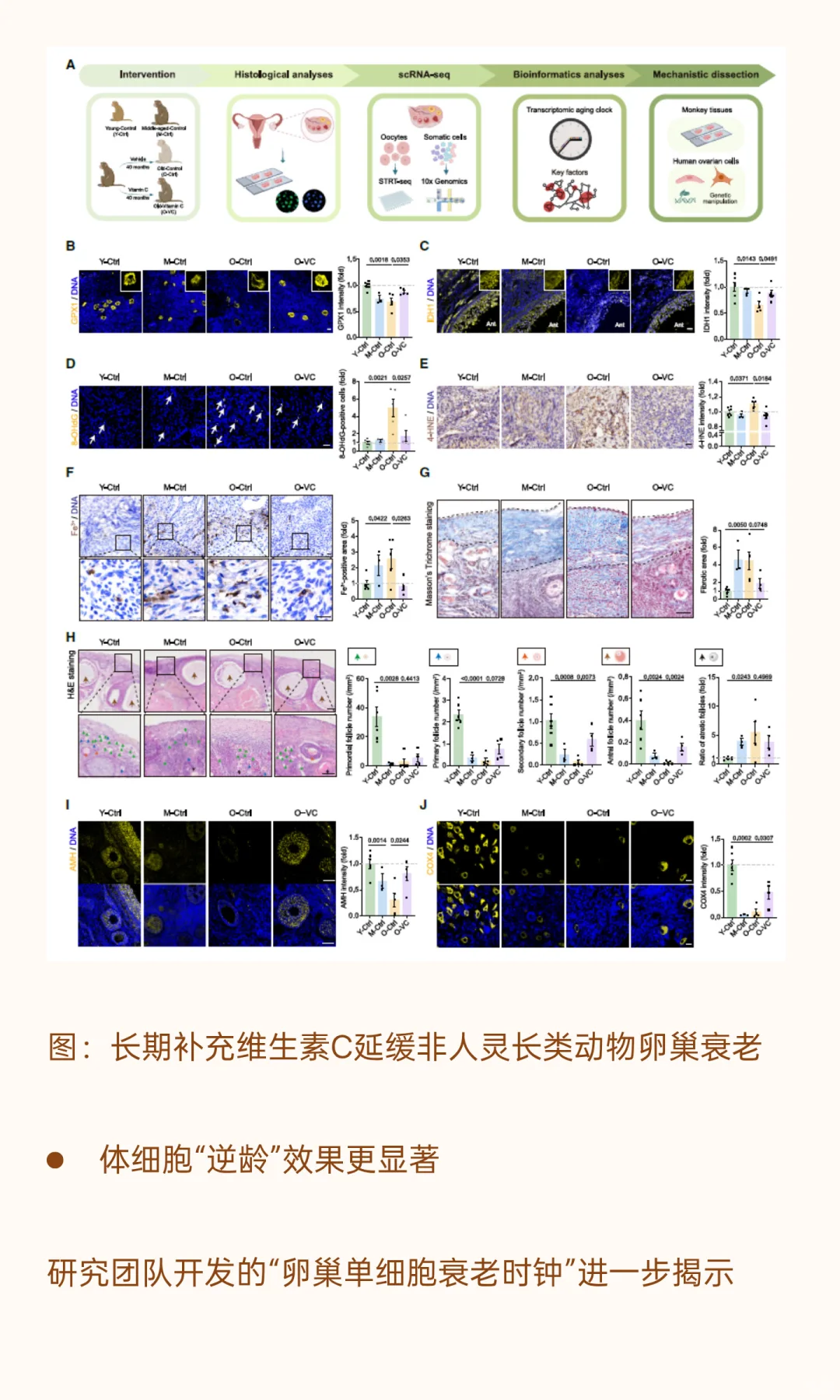 口服维生素C抗癌又抗衰？！