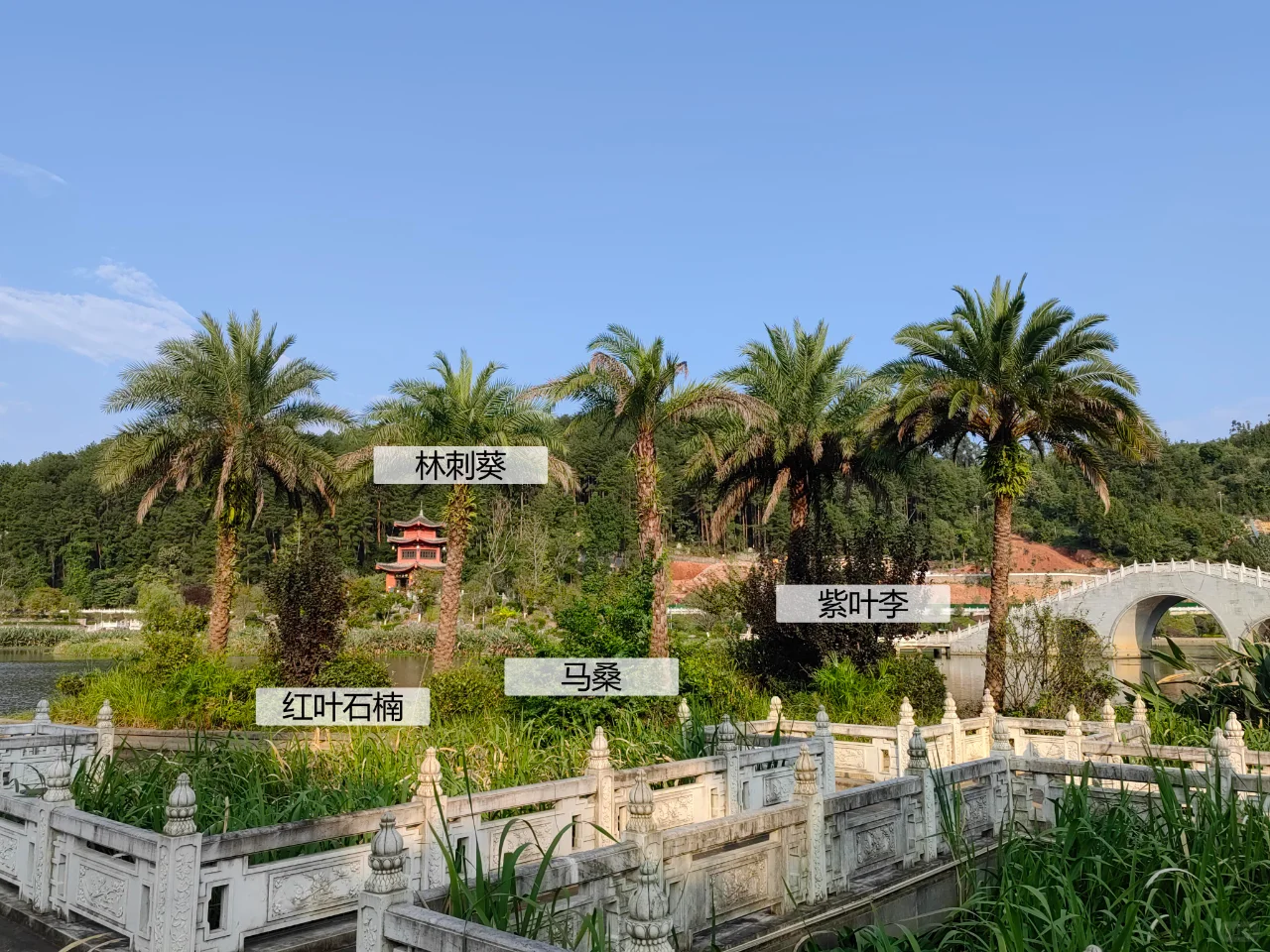 园林植物配置实景