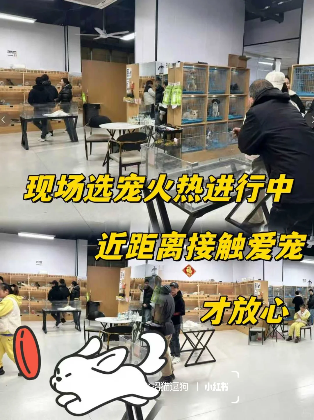 北京养宠人狂喜?挖到一家神仙犬舍！