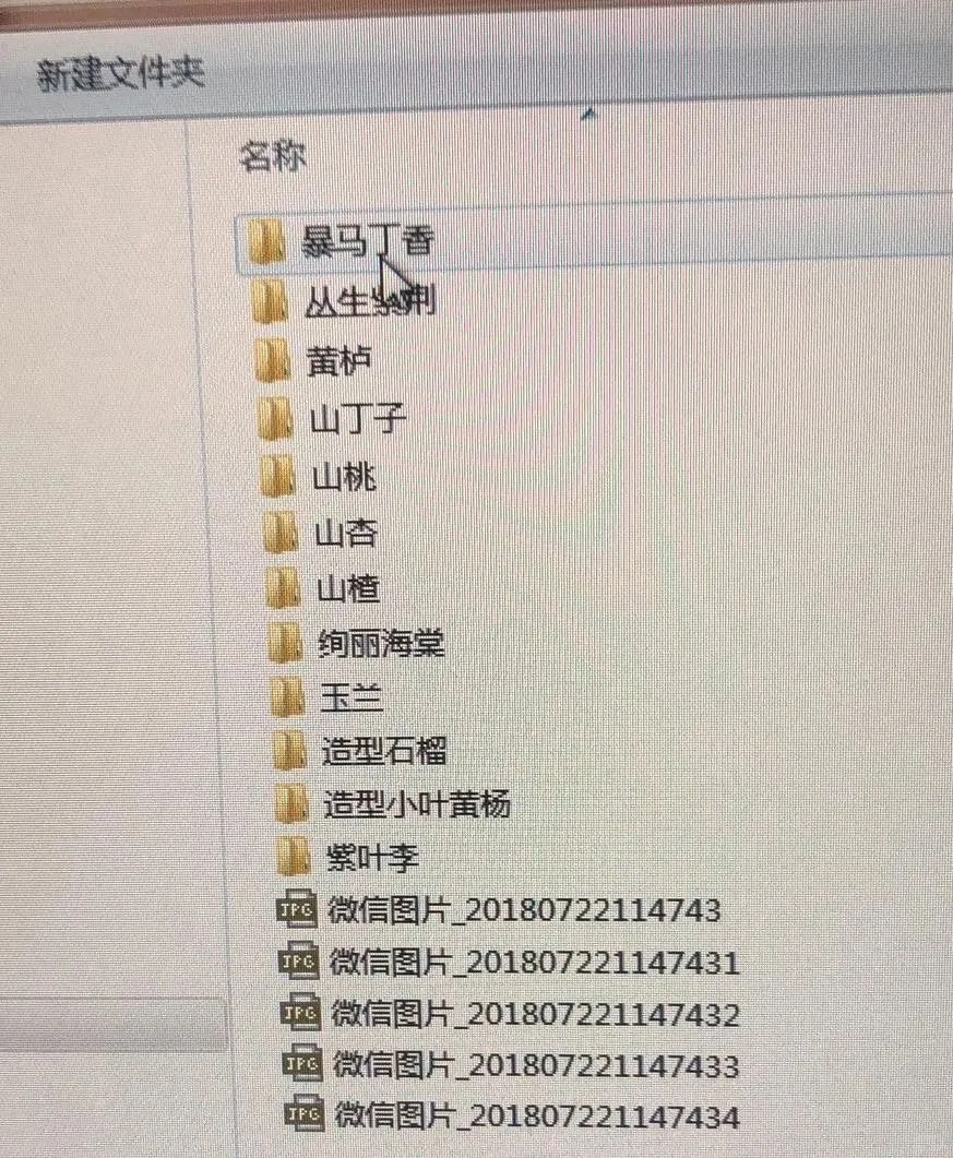 必存｜号苗那些事儿