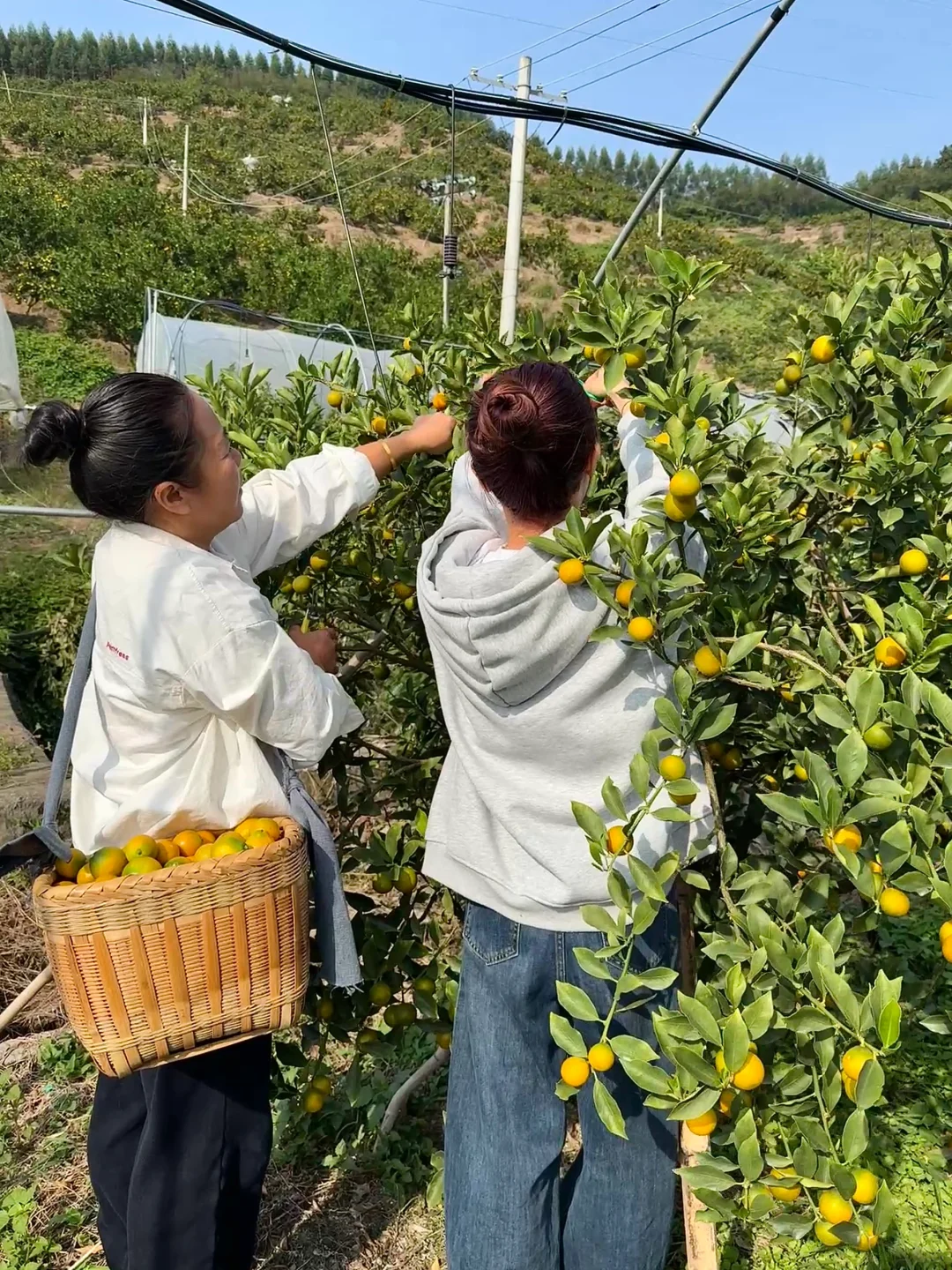 没有中间商，每一颗都是妈妈的爱❤️