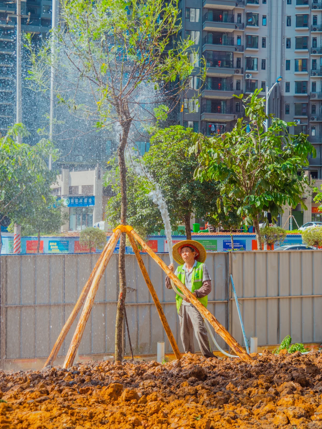 ?苗木栽植干货分享！这些细节决定存活率