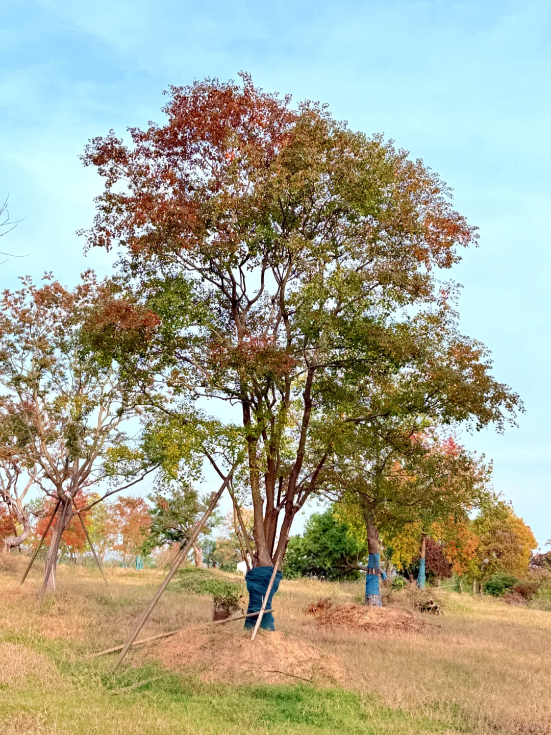 乌桕、变色的乌桕