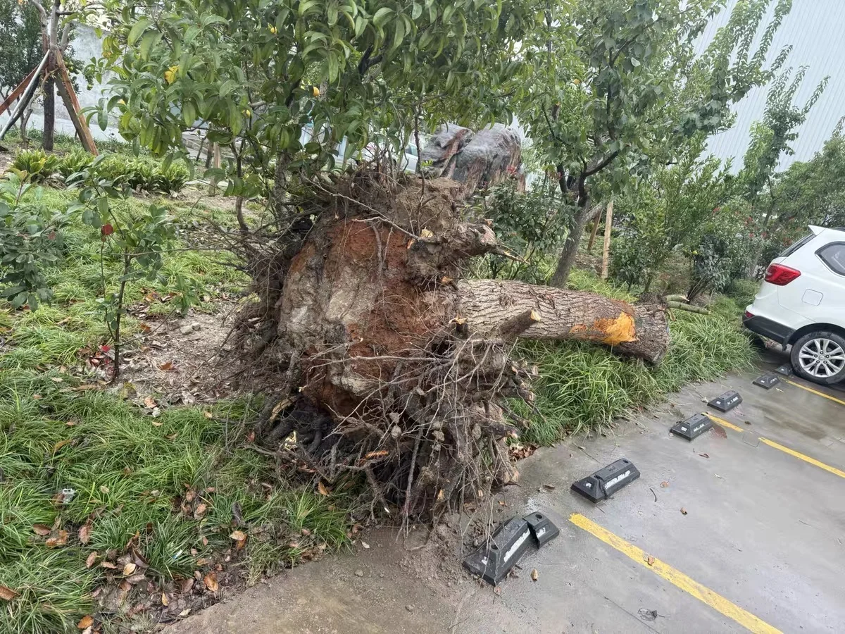 上海本地绿化养护 修剪树木