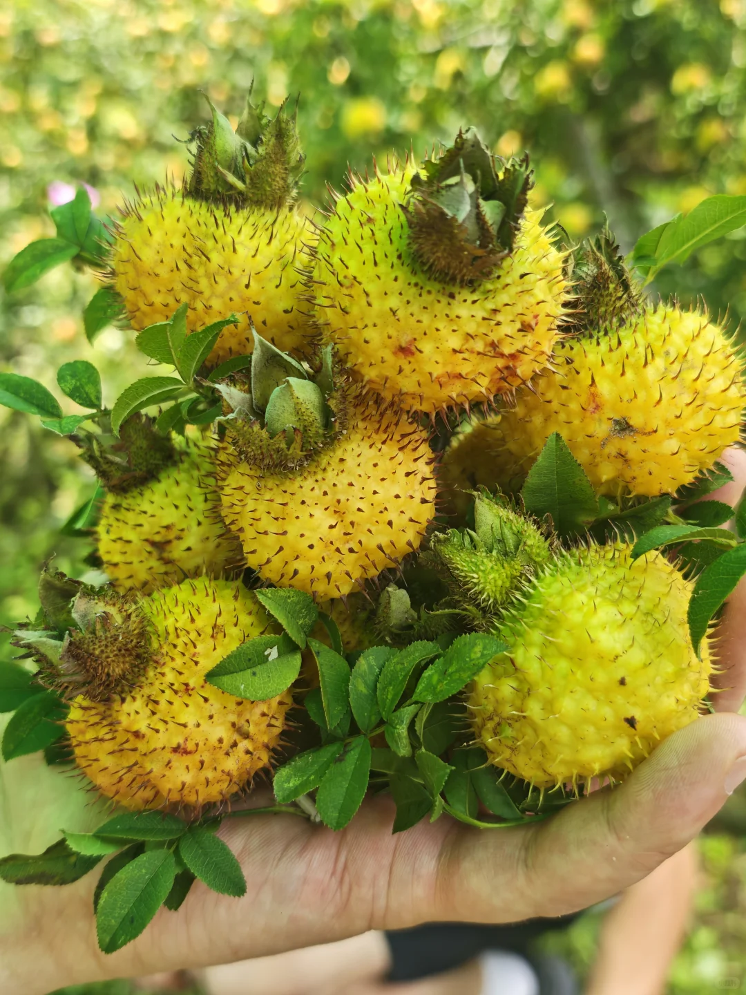 这个野果你们吃过么？