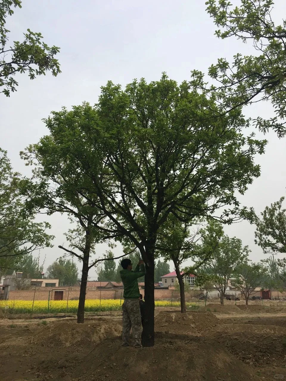 必存｜号苗那些事儿