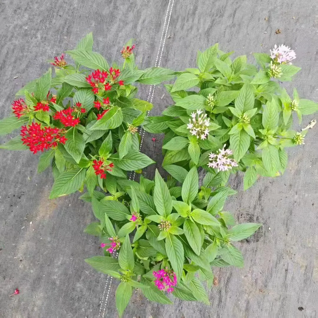 【苗木~五星花】