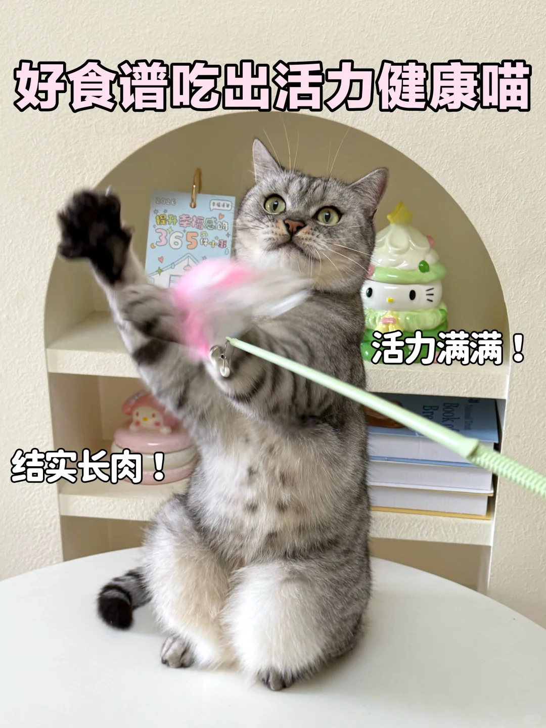 猫咪太瘦不好看❓两步让小猫轻松长肉发腮!