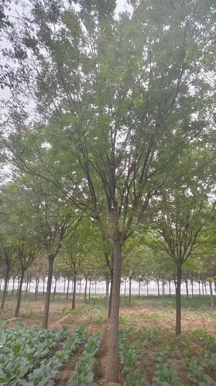 自家苗圃国槐出圃，有需要的吗