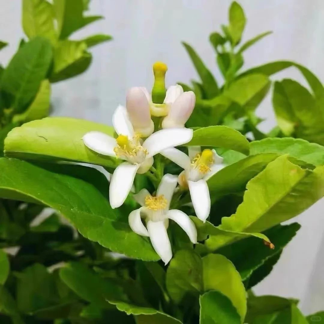 是柠檬树啊，柠檬树???