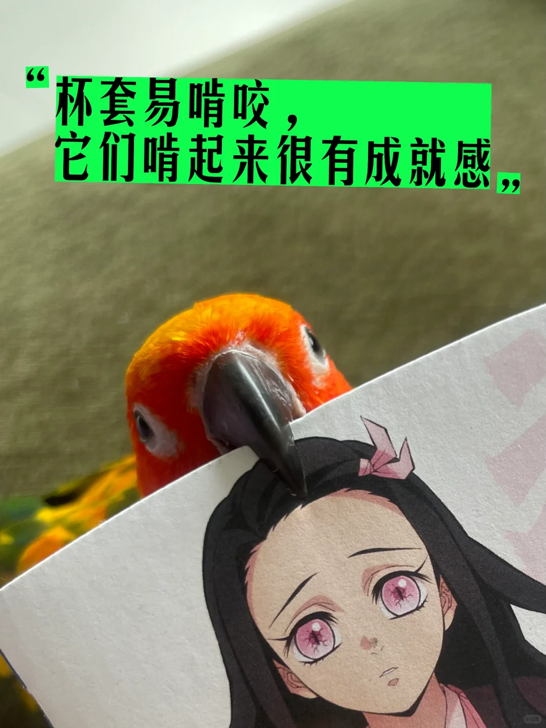 不花钱的DIY鹦鹉玩具，有手就会做