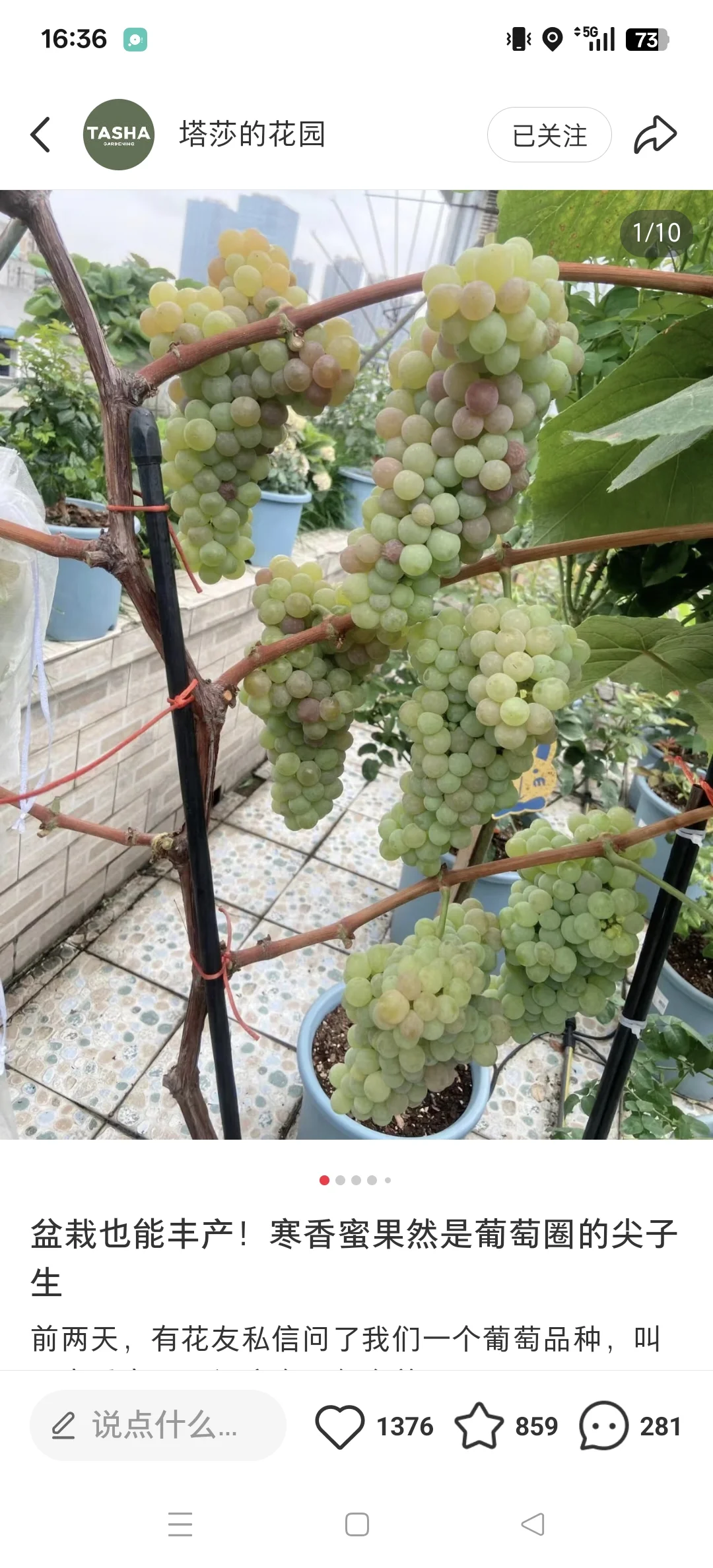 我又迷上种葡萄了