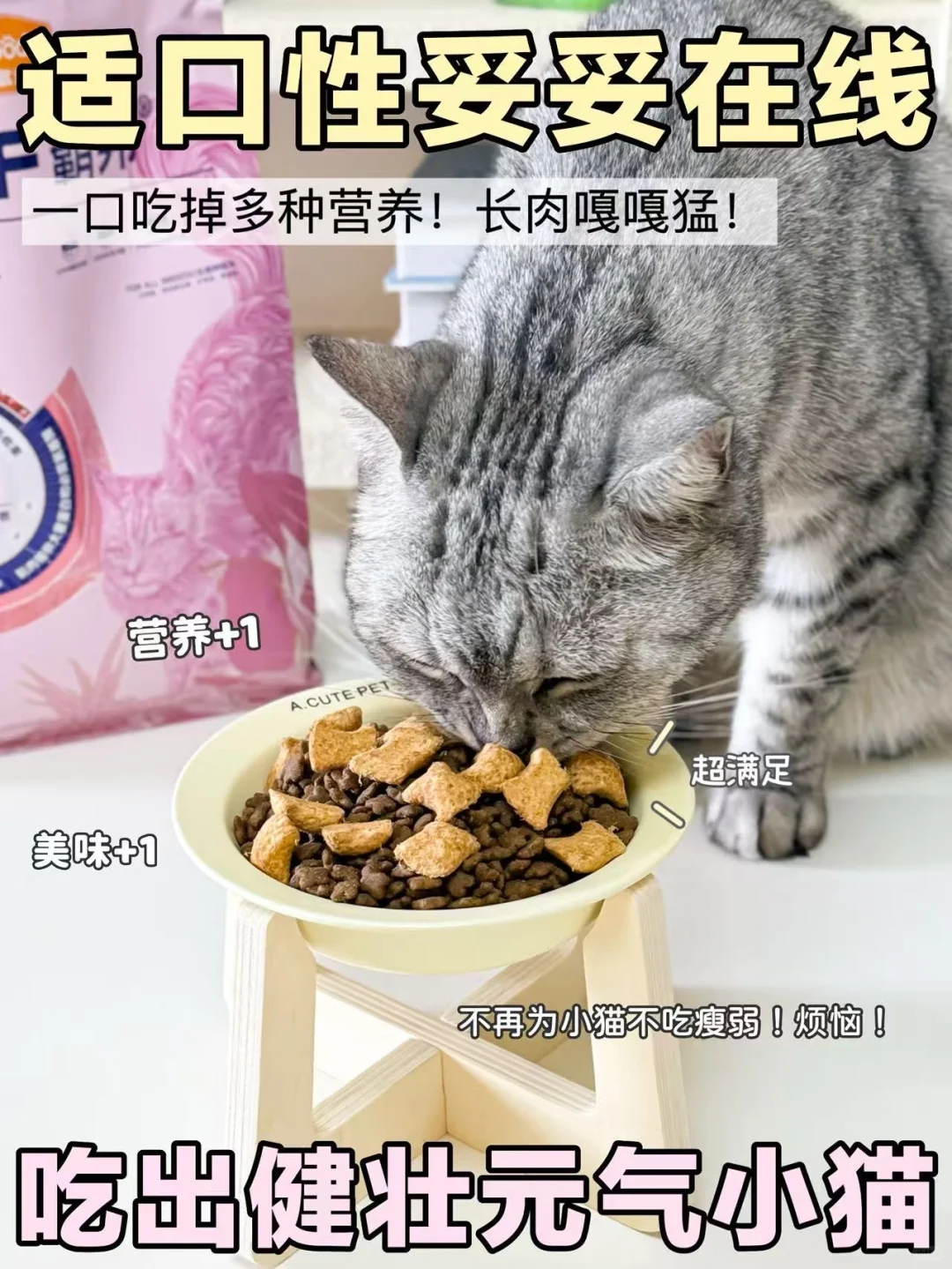 猫咪太瘦不好看❓两步让小猫轻松长肉发腮!