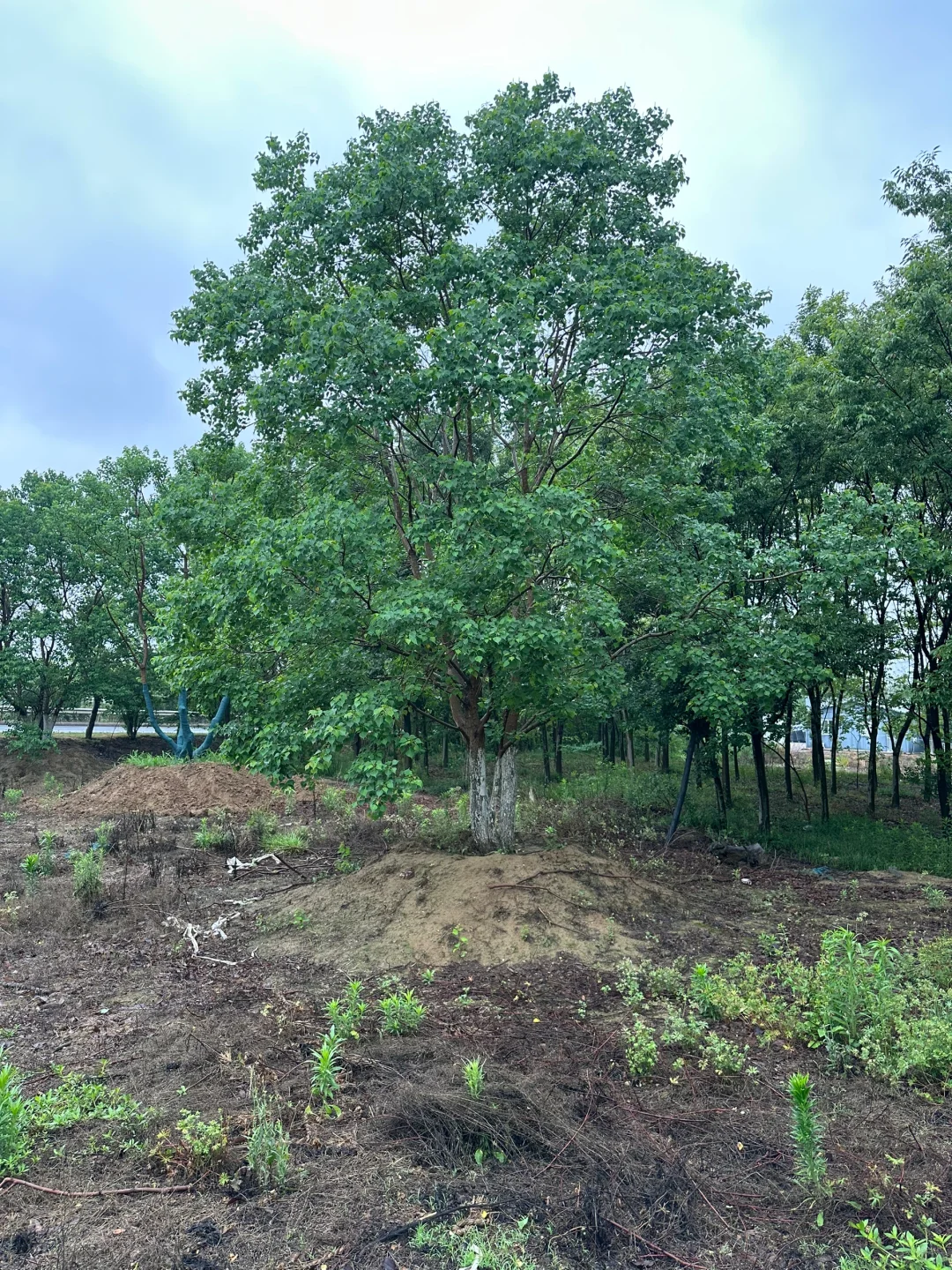 独本原生丛生乌桕秋季?与夏季?