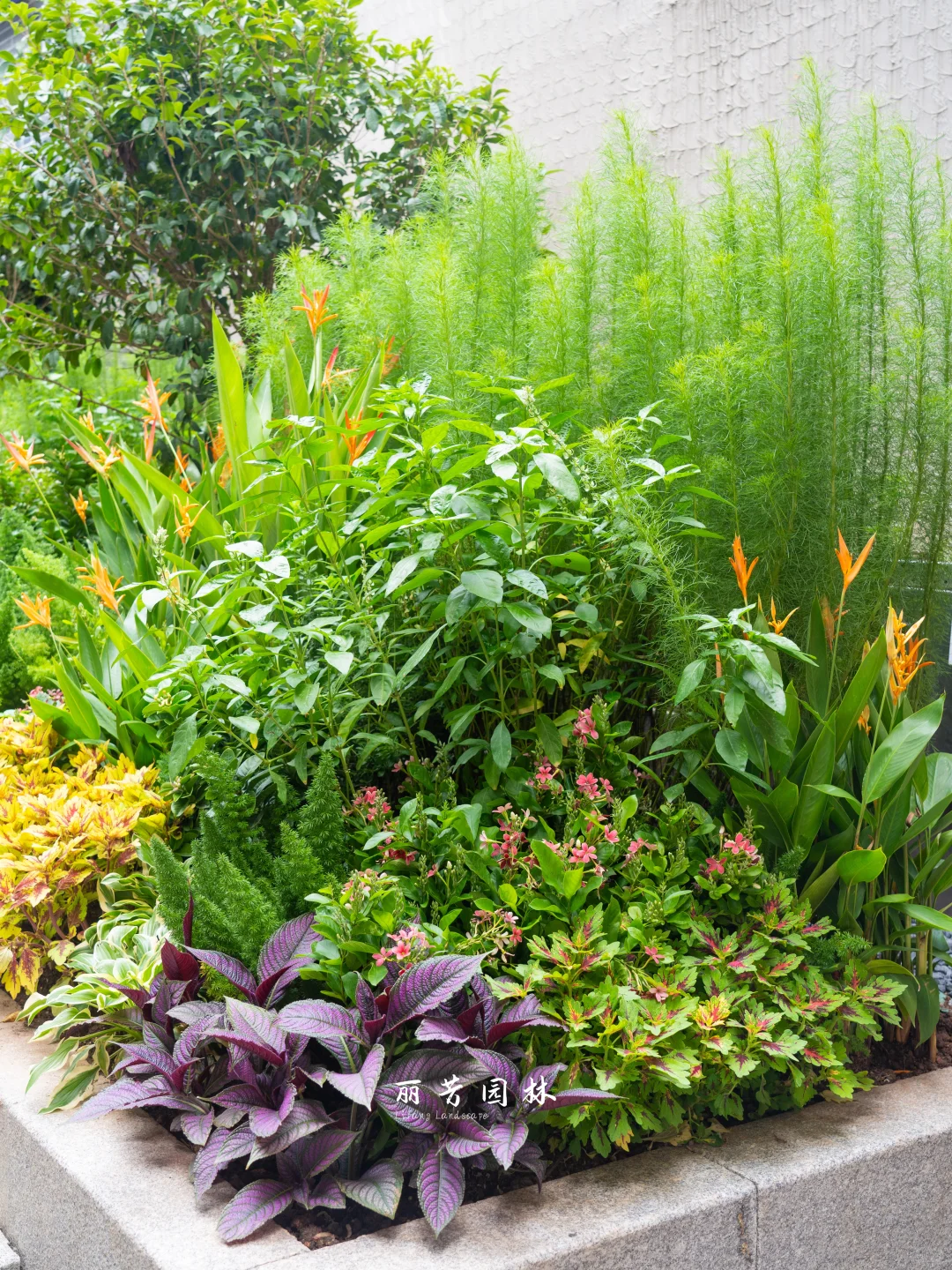 如何拥有层次丰富且易维护的长效花境景观？