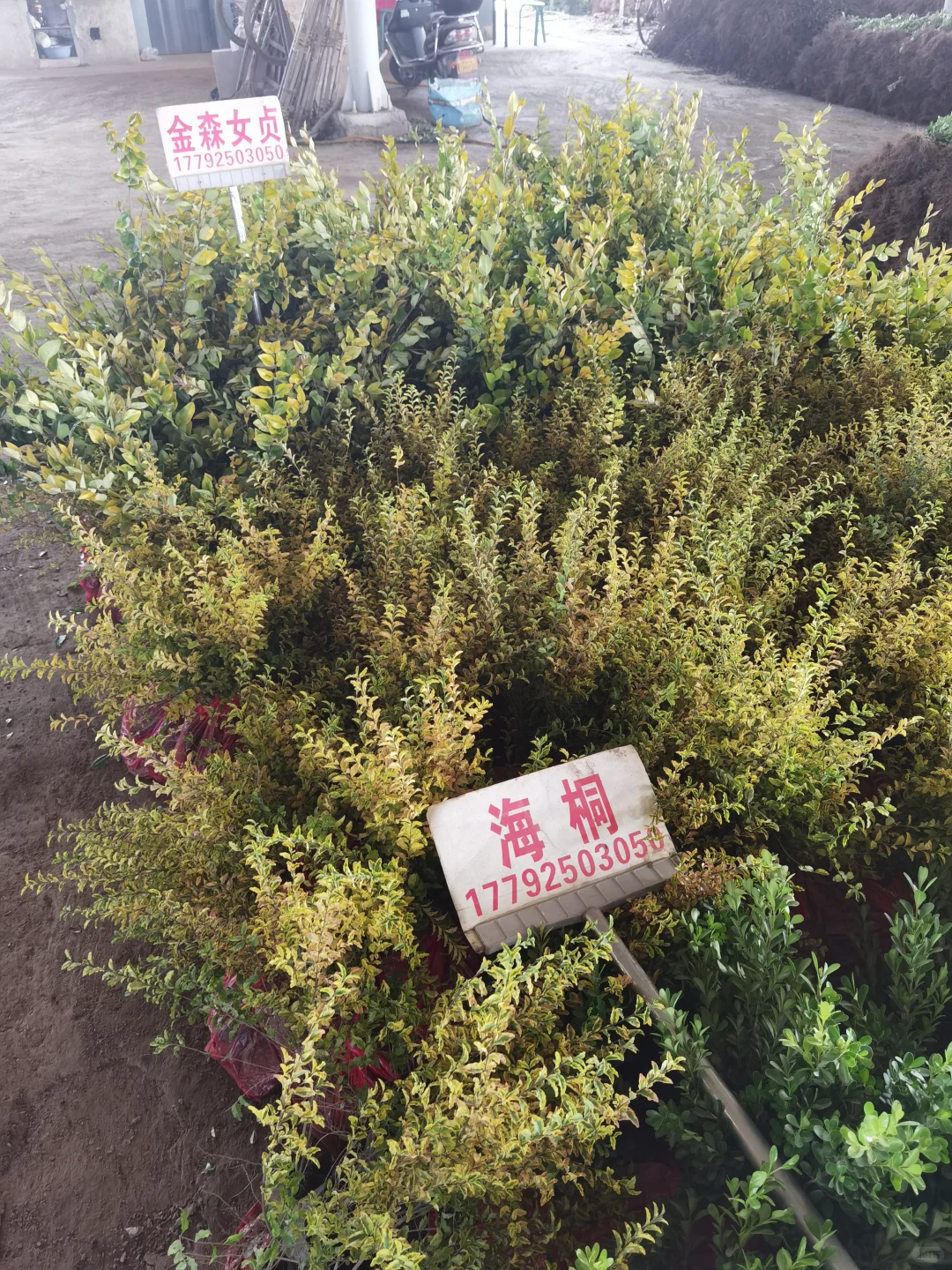 西部最大的苗木采购基地—裕盛苗木市场