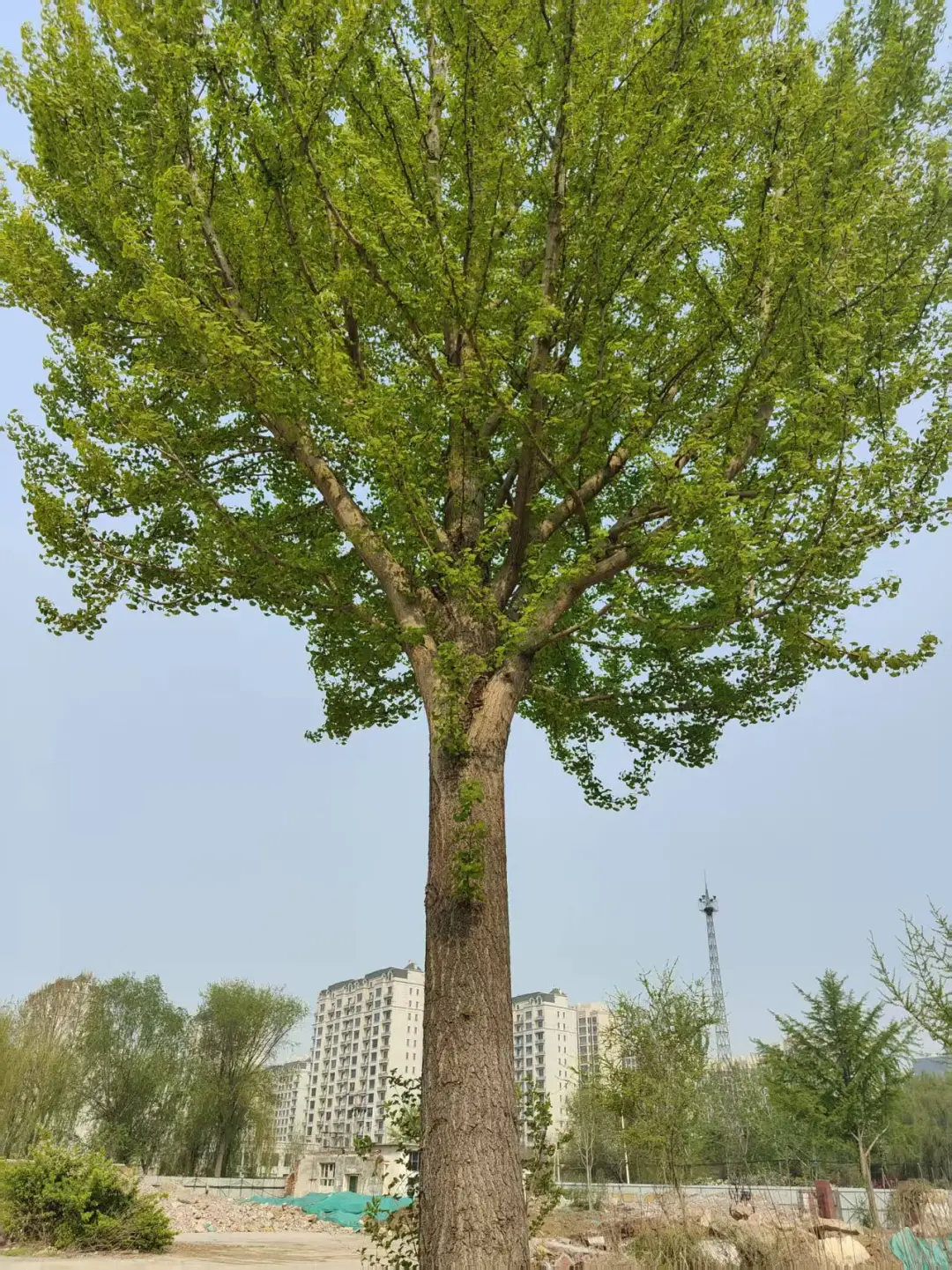 ?超值苗木清园｜唐山丰南精品树木专场