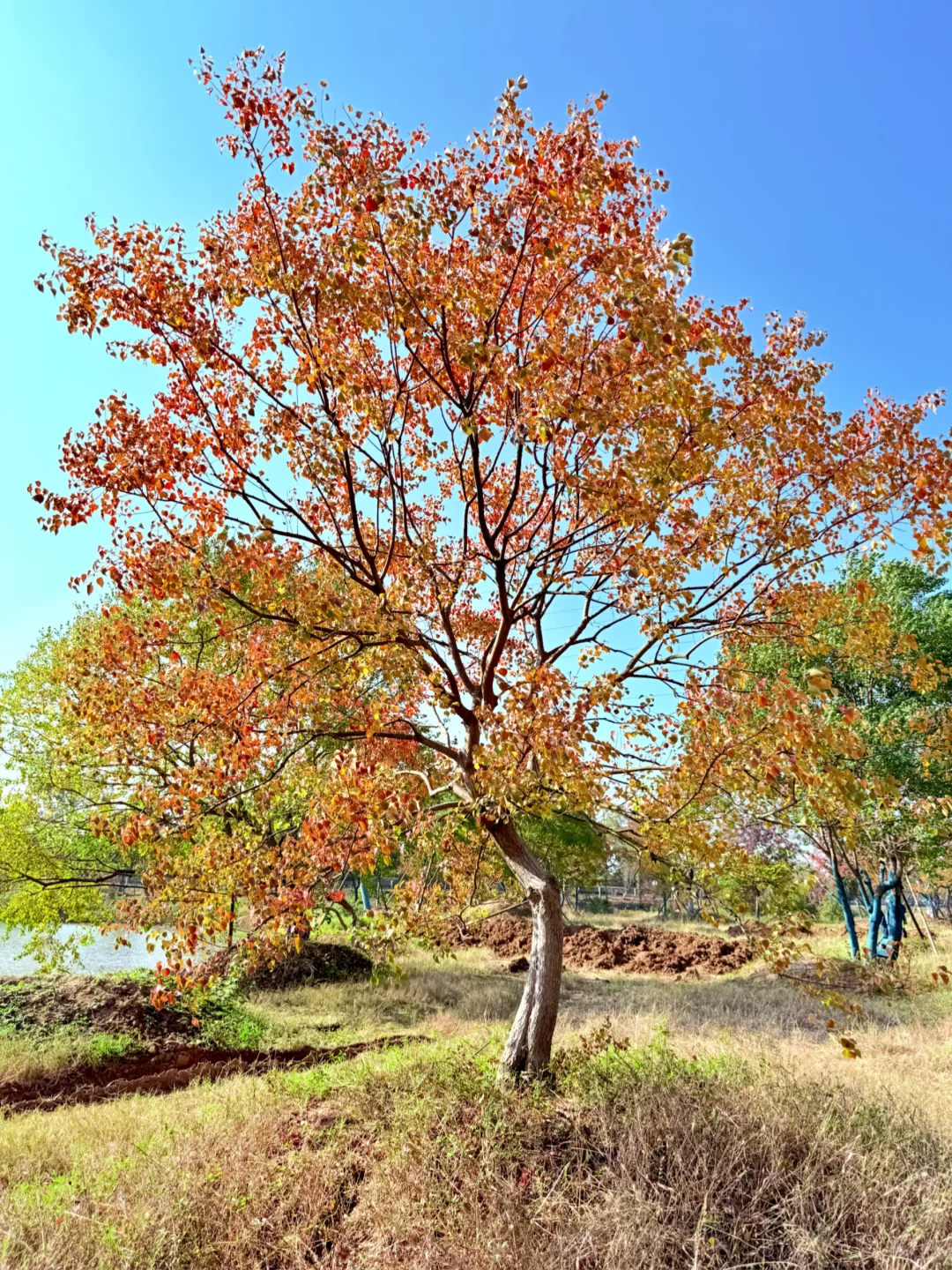 乌桕、变色的乌桕