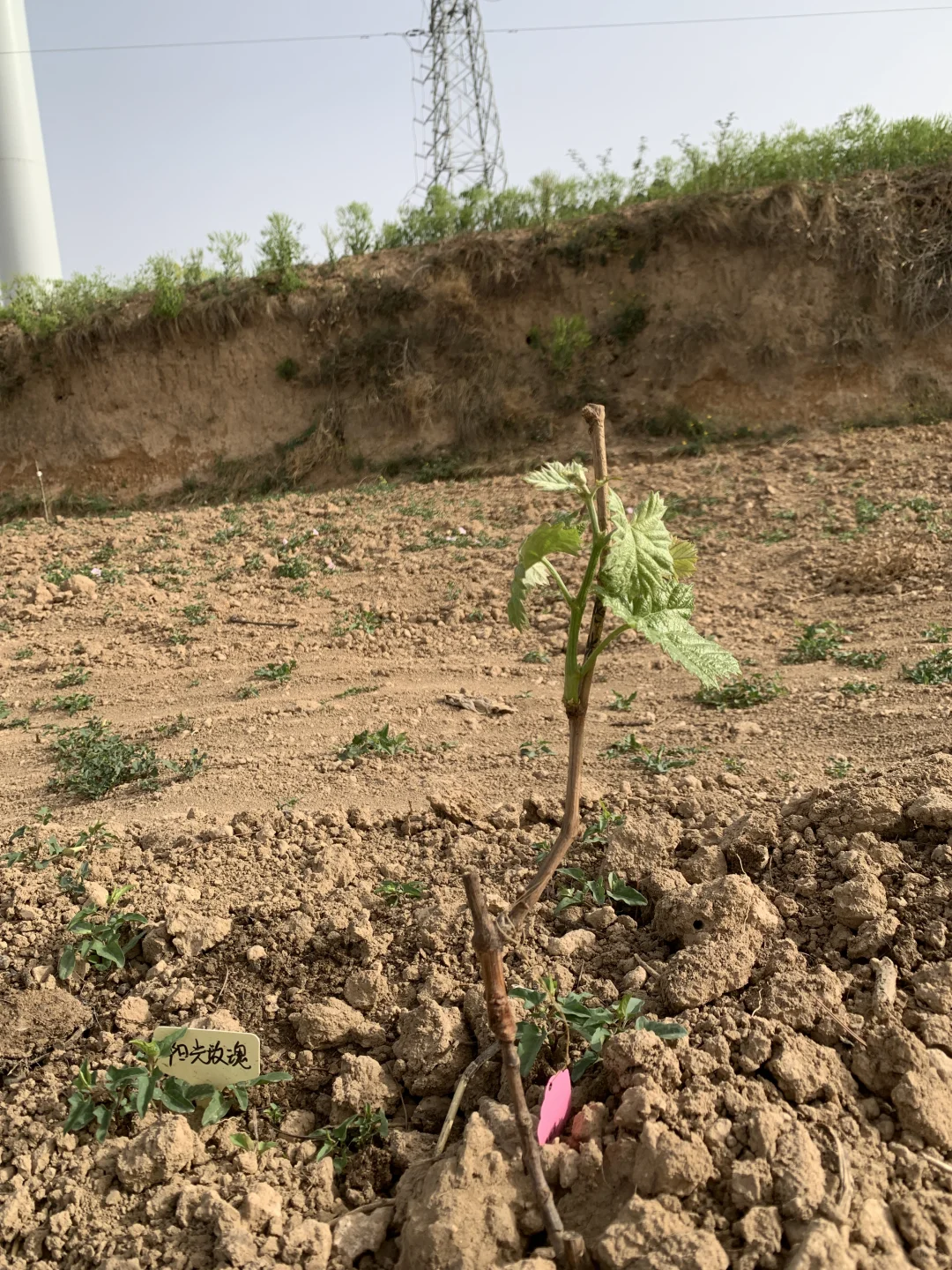 葡萄苗靠谱店铺大全（2块一棵，快冲）
