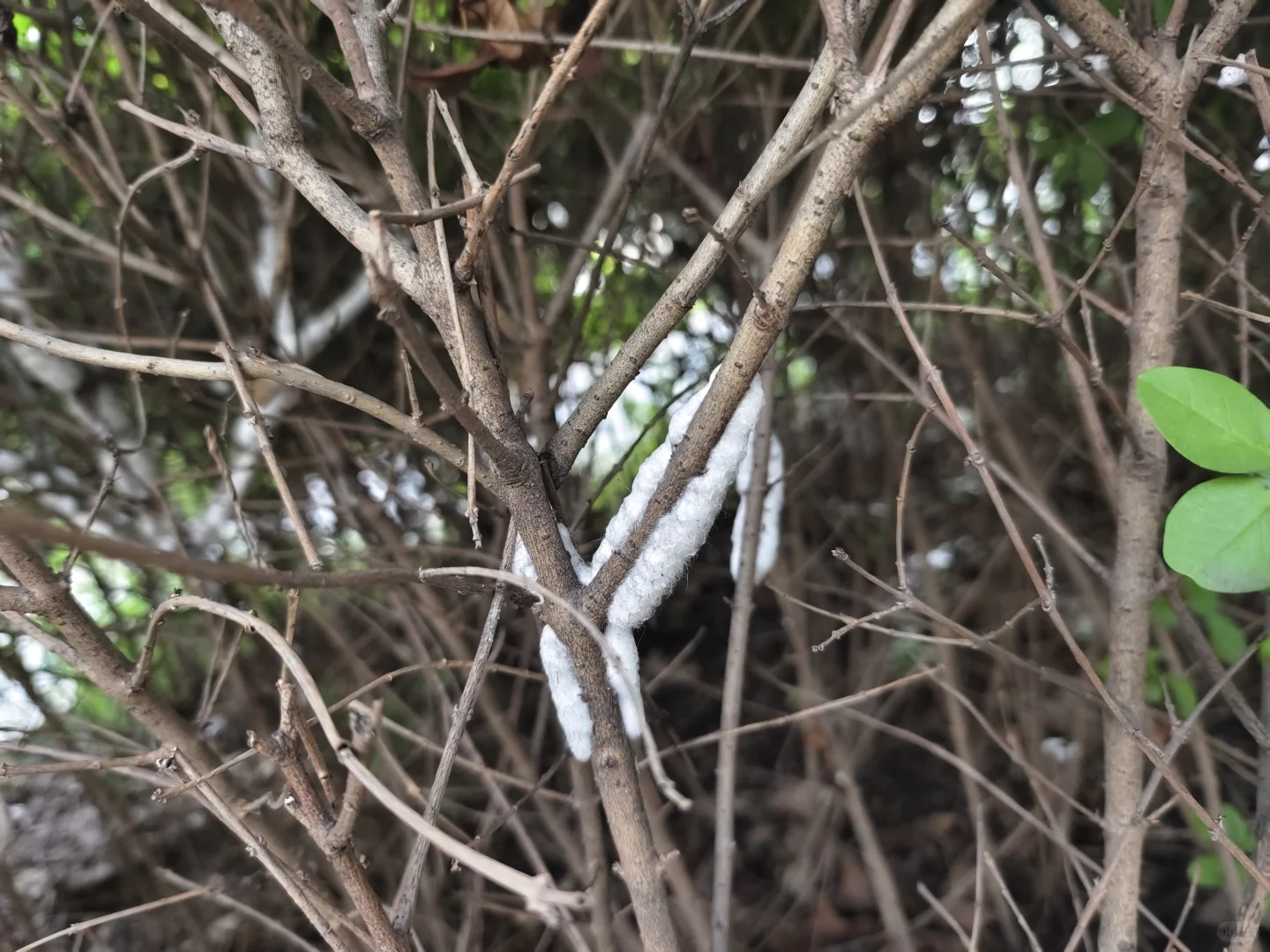 急！急！急！有没有做园林绿化的朋友！