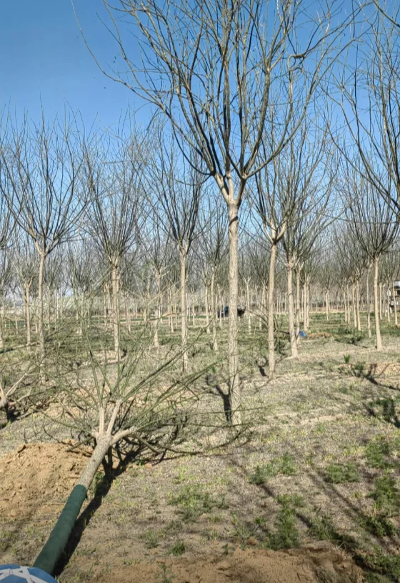 自家苗圃国槐出圃，有需要的吗