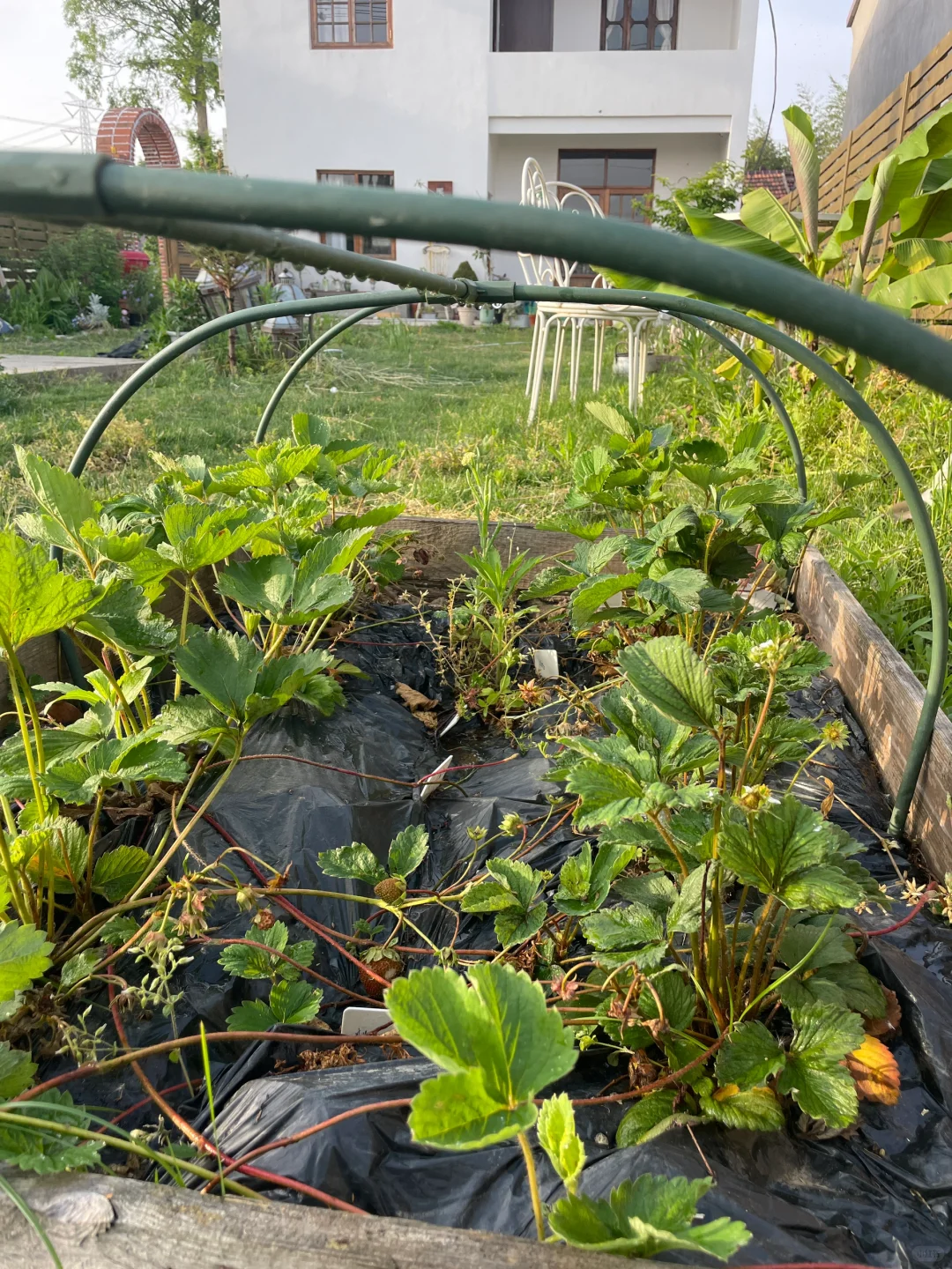 院子里美人焦发出来好多还有草莓苗免费送