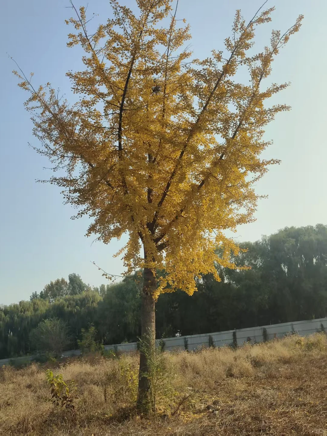 ?超值苗木清园｜唐山丰南精品树木专场