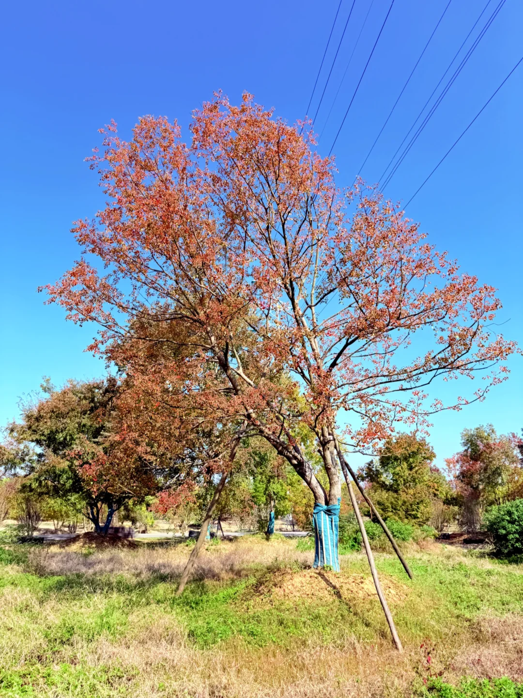 乌桕、变色的乌桕