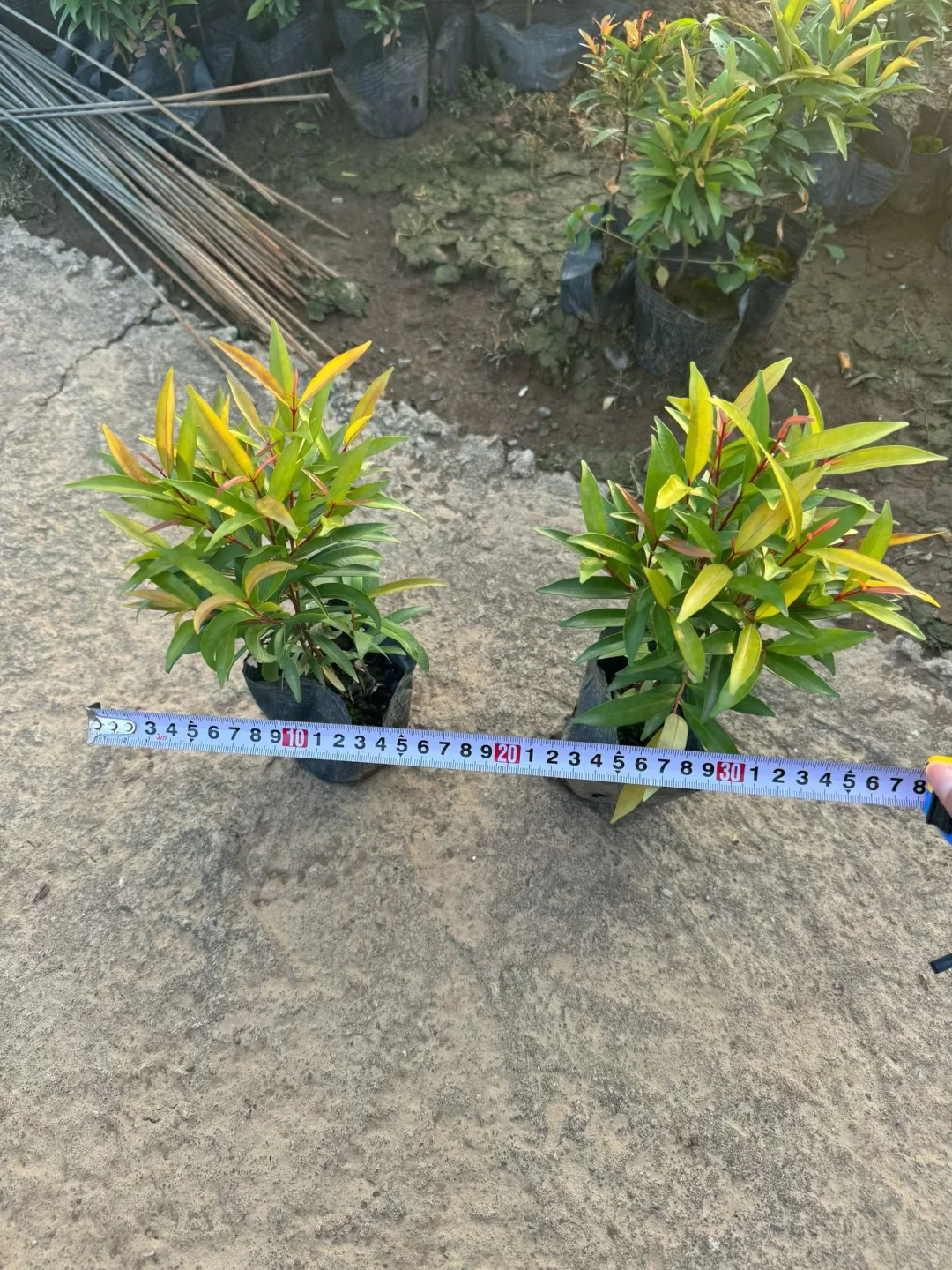 绿化苗木基地！