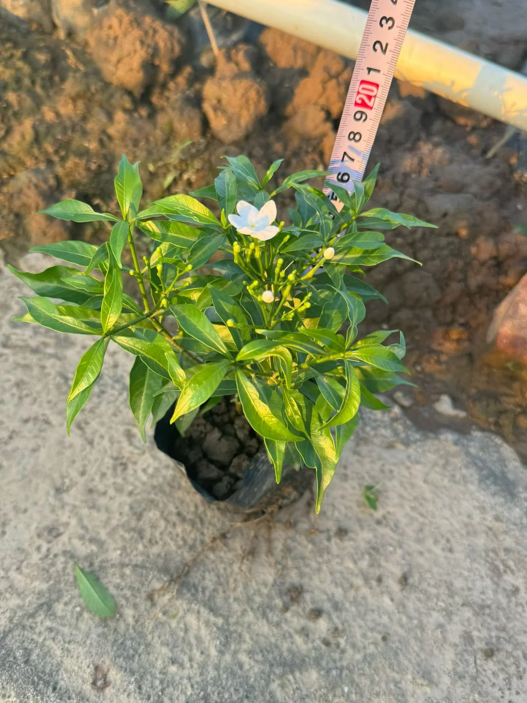 绿化苗木基地！