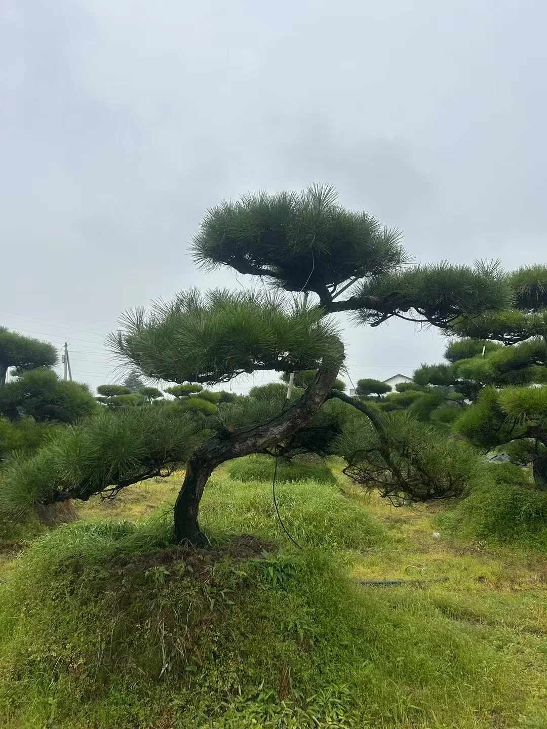 这种景观苗木，越种越值钱?