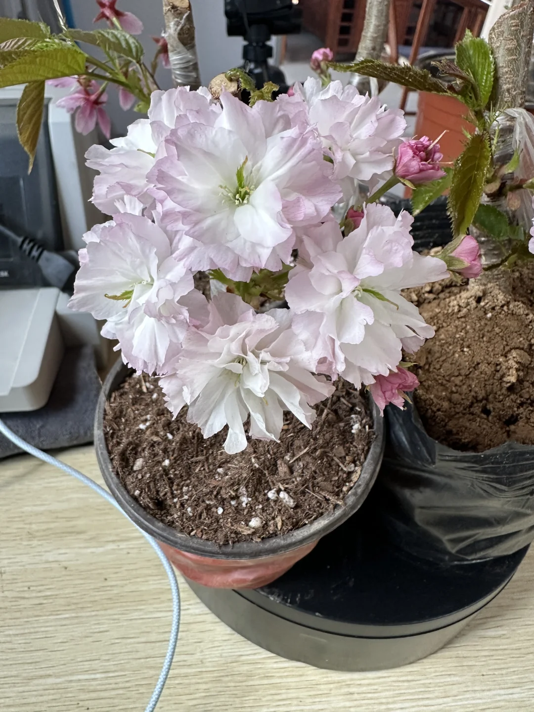 樱花盆景盆栽绿植花卉苗木种植