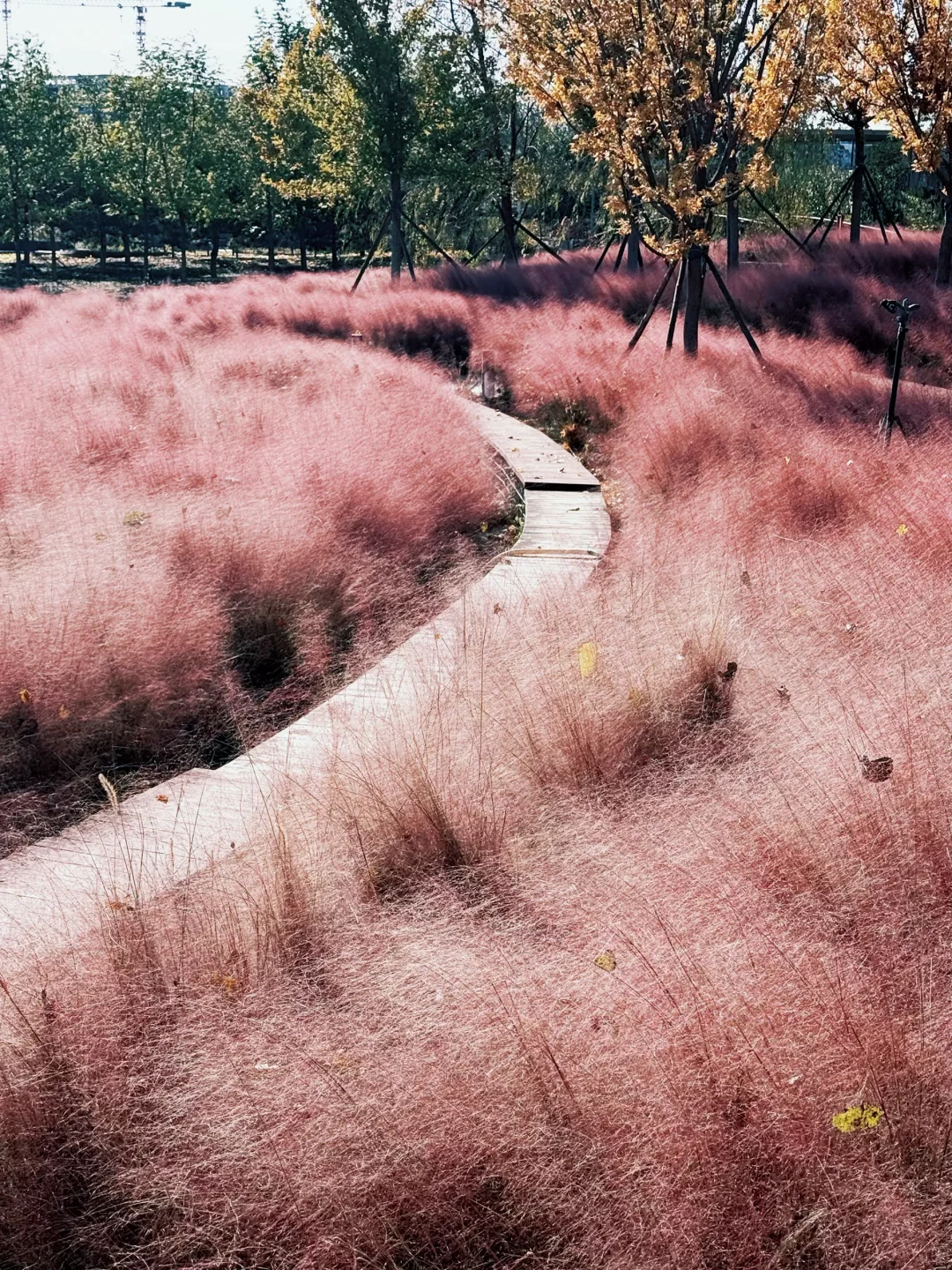 大兴永定公园|秋日里的粉色田野错过等一年