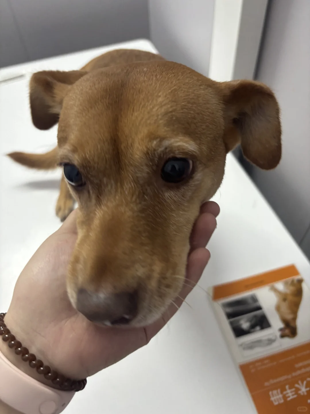 【年度体检打卡!给毛孩子全年健康buff】??