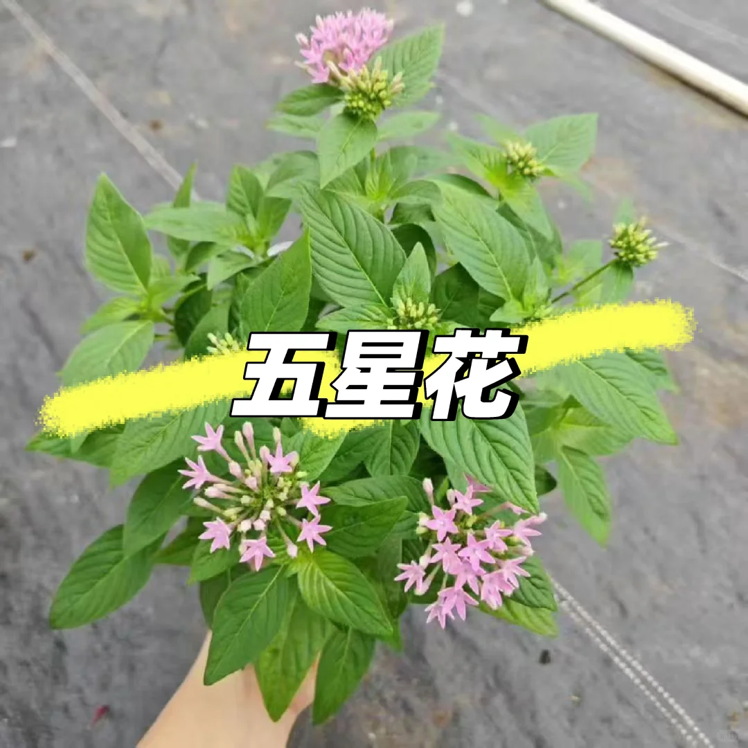 【苗木~五星花】