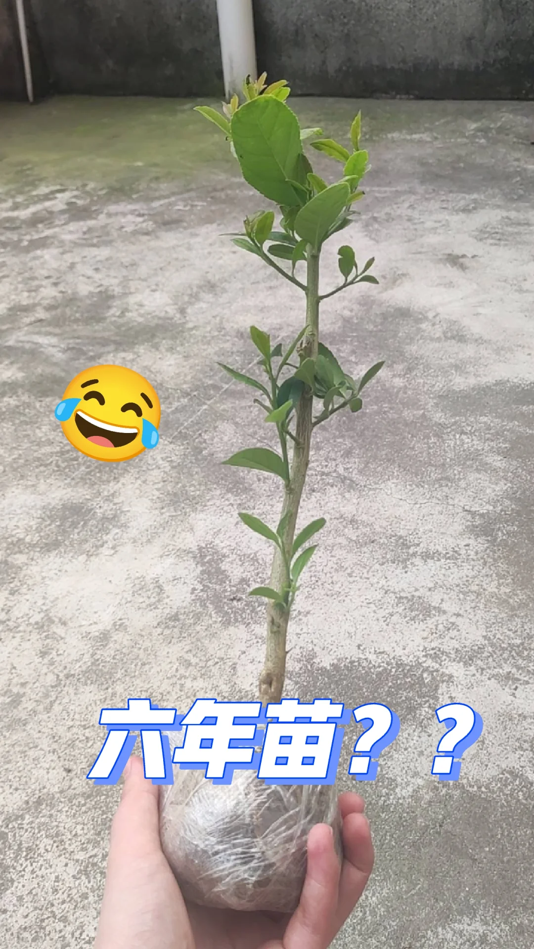 这是精品六年苗香水柠檬吗