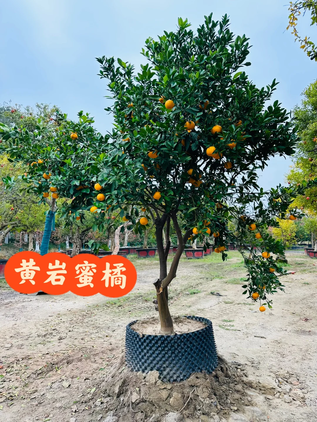 冬日里的黄岩蜜橘?，自然冠，仅一棵