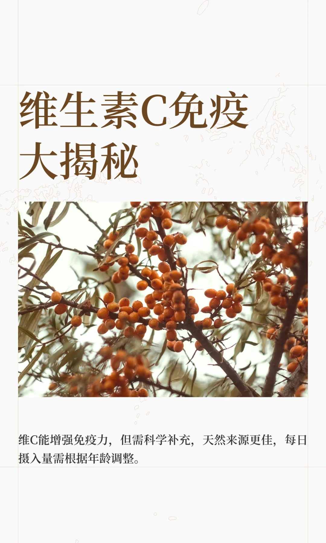 维生素C免疫大揭秘