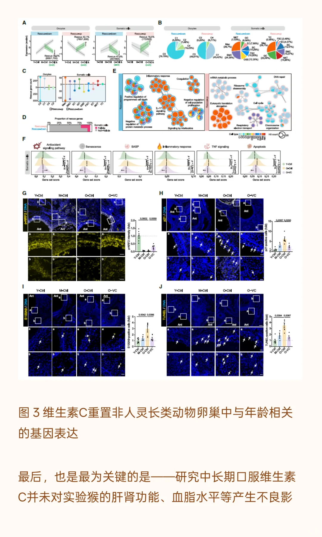 口服维生素C抗癌又抗衰？！