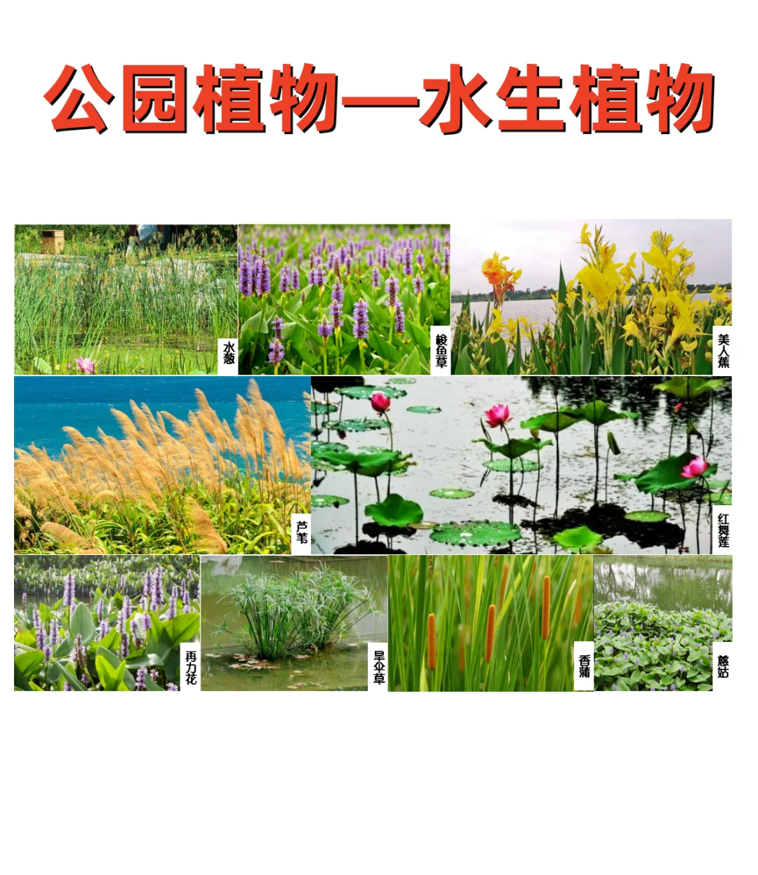 公园植物设计——公园常用植物 植物苗木表
