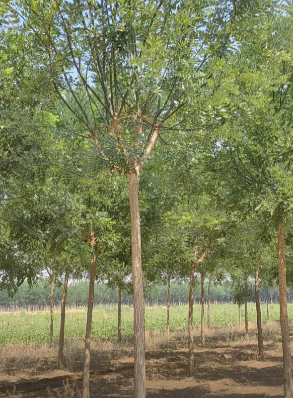 自家苗圃国槐出圃，有需要的吗