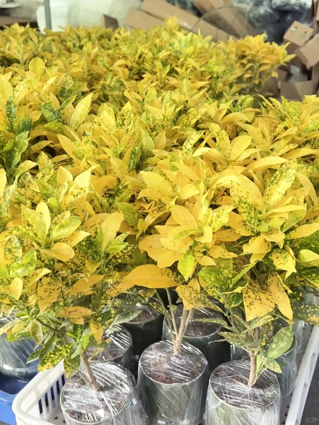 每一颗都超漂亮✨就喜欢这种金灿灿的感觉?