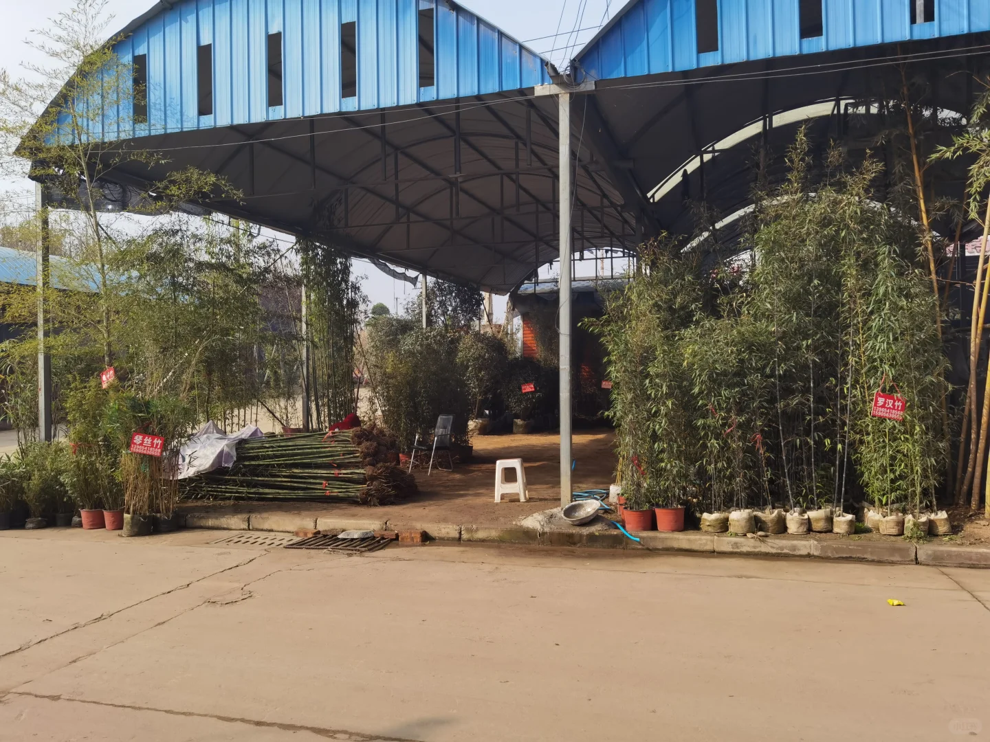 西部最大的苗木采购基地—裕盛苗木市场
