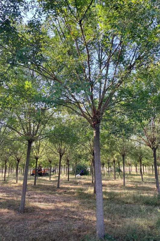 自家苗圃国槐出圃，有需要的吗