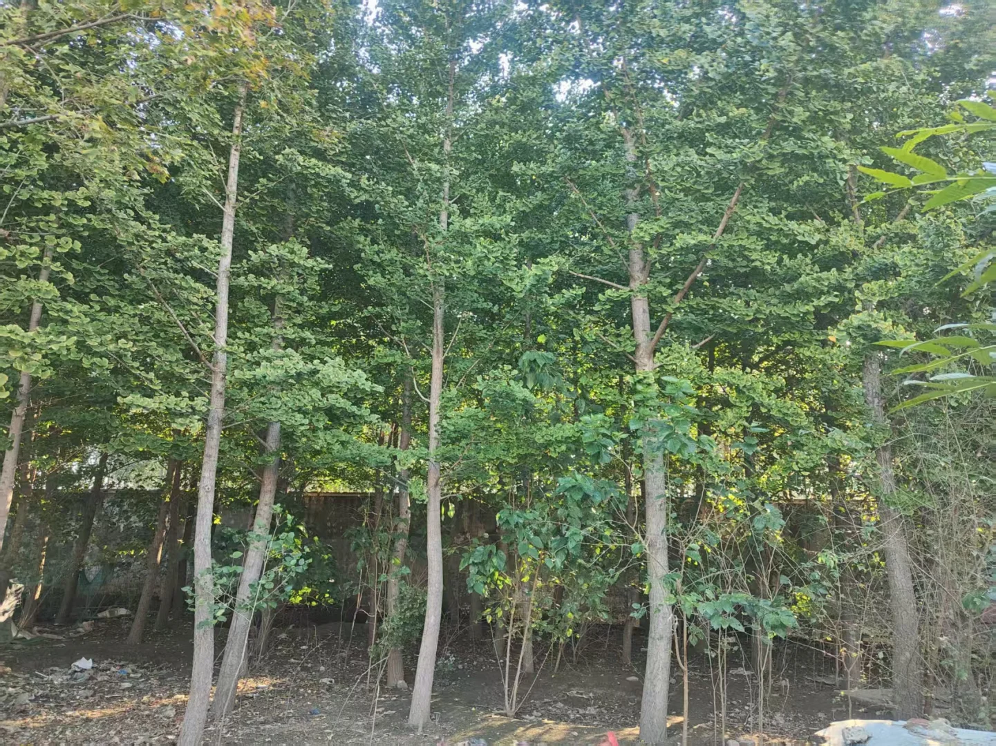 ?唐山丰南苗木捡漏!