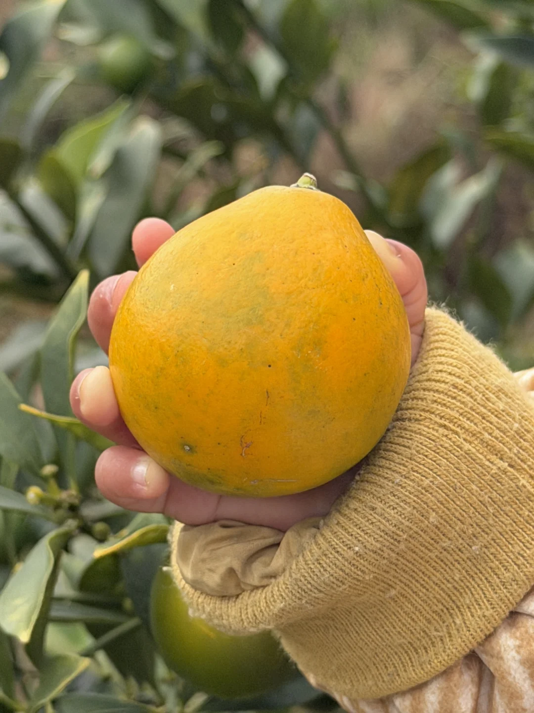 没有中间商，每一颗都是妈妈的爱❤️