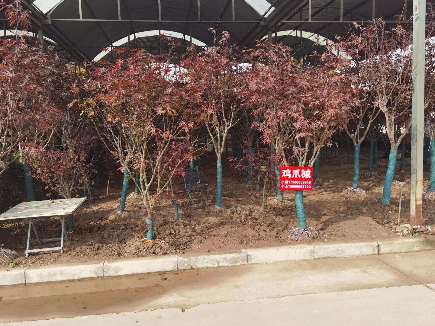 西部最大的苗木采购基地—裕盛苗木市场