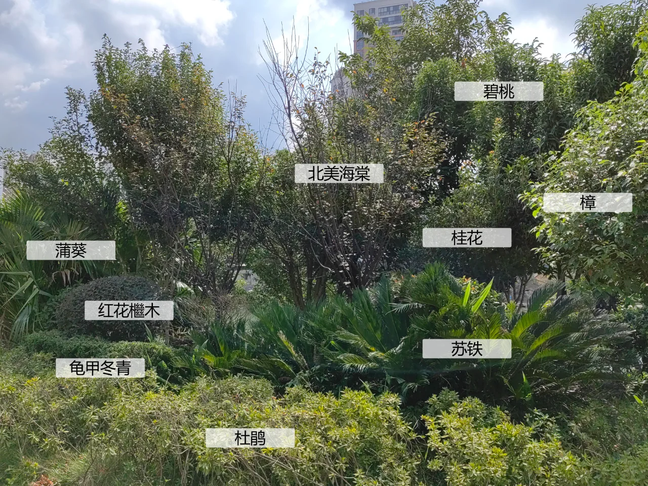 园林植物配置实景